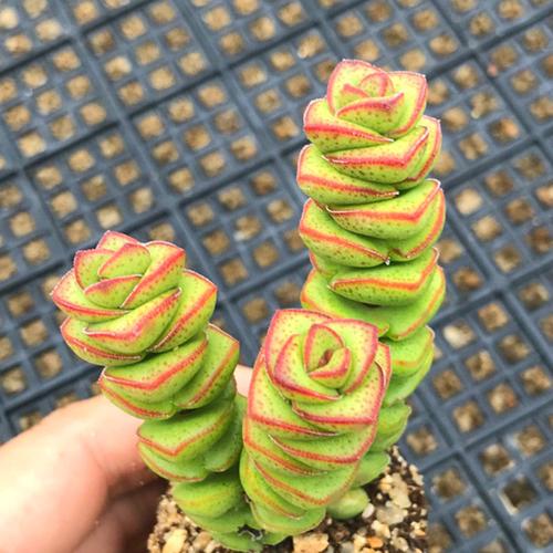 植物多肉舞乙女玉柱粉色非钱串奇趣甲醛防辐射多肉植物