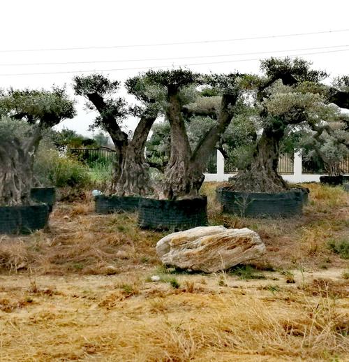 盆景之乡——瑞岭村(首届盆景节)