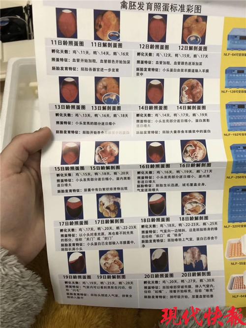 "网红鸭"现身南京 目前江苏市场并无该品种鸭