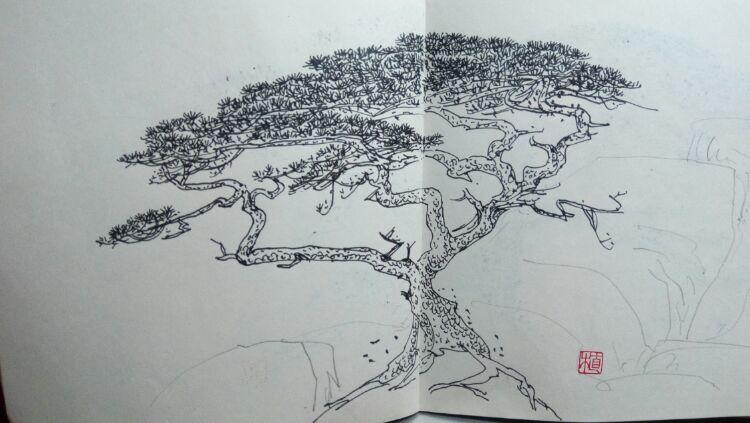 黄山松