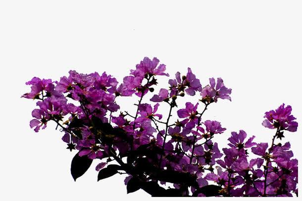 紫色怒放的紫薇花免抠素材免费下载_觅元素51yuansu.com