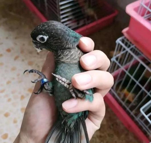 正文   蓝化品种:蓝化绿颊小太阳鹦鹉,蓝化肉桂小太阳鹦鹉,蓝化黄边小