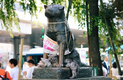八公犬的真实故事感动了无数人,为了缅怀八公,人们在它经常等候主人的