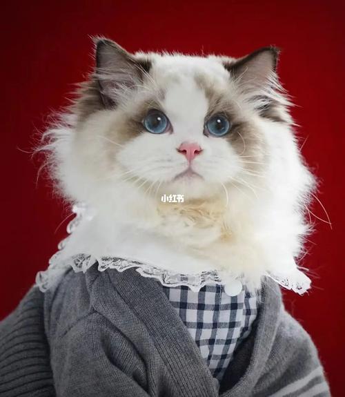 布偶猫|如何养出漂亮的布偶猫93_布偶猫_猫咪_驱虫