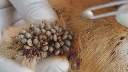 叮咬悄无声息的离开了我们…… 蜱虫简介: 俗称壁虱,马鹿虱,牛虱,扁虱