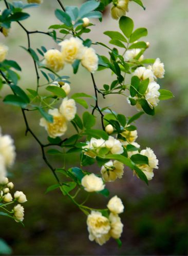 木香花…每年的四月为你而来
