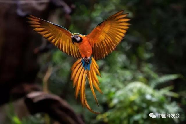 绿会支持,新华社报道——艾雅康:大凉山走出的爱鸟奇人