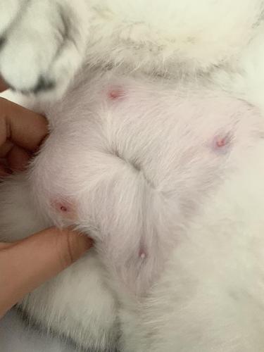 猫咪乳房处有硬块