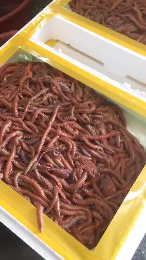 [鱼饵批发]海蚯蚓价格32.00元/斤 - 一亩田