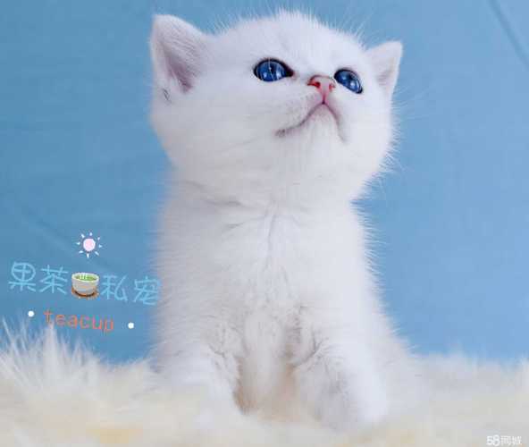 本地家庭繁育(果冻茶杯猫屋)短毛蓝猫蓝白银渐层银点 - 1000元