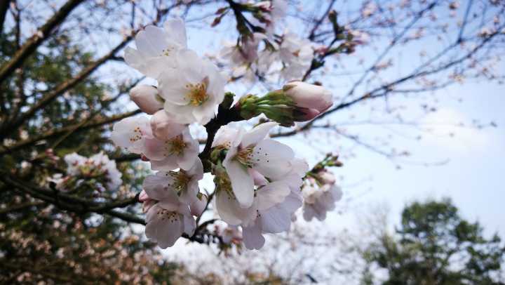 如何区别桃花,杏花,李花,樱花,梨花和梅花?