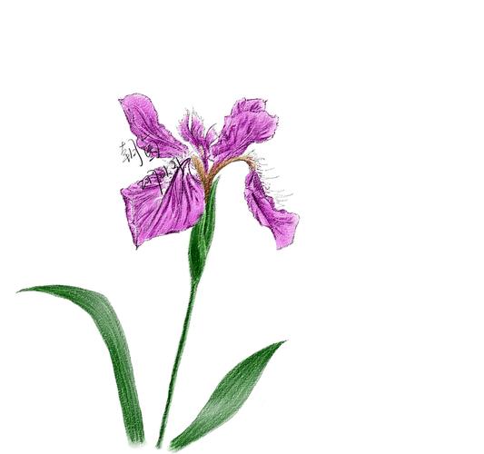 鸢尾花 