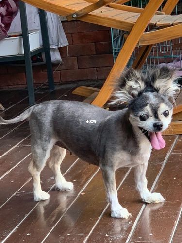 我家狗子18岁啦 蝴蝶犬剪毛_蝴蝶犬_宠物_狗_晒狗