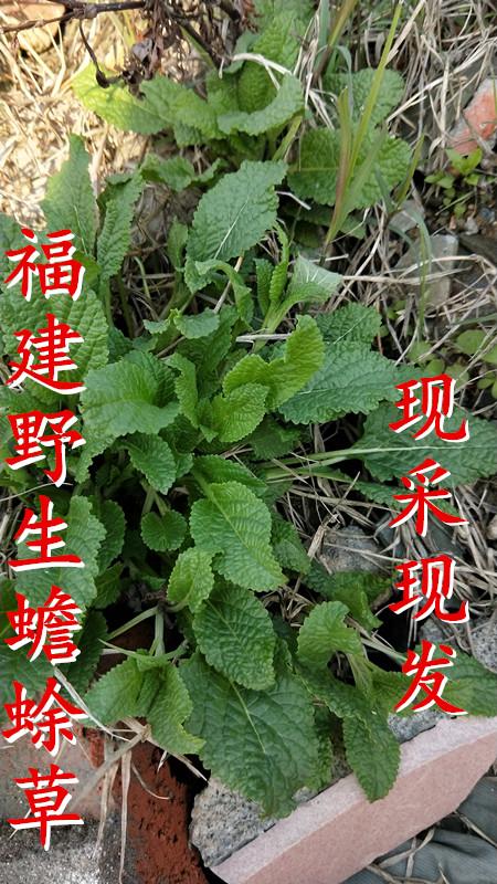 福建野生药材雪见草茶新鲜 蛤蟆草 蟾蜍草现采现发250g 荔枝草