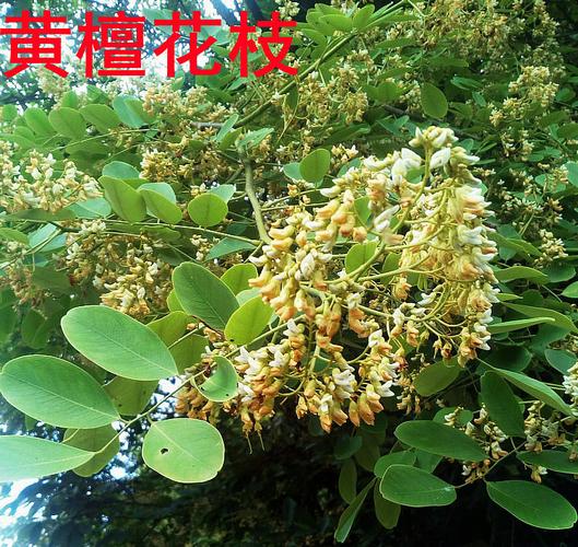 野生檀树檀木黄檀白檀下山桩老桩怪异桩庭院楼顶阳台大中型盆景桩