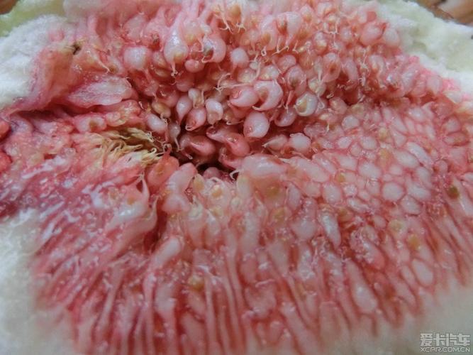 密集恐惧症同学慎入(1/2)