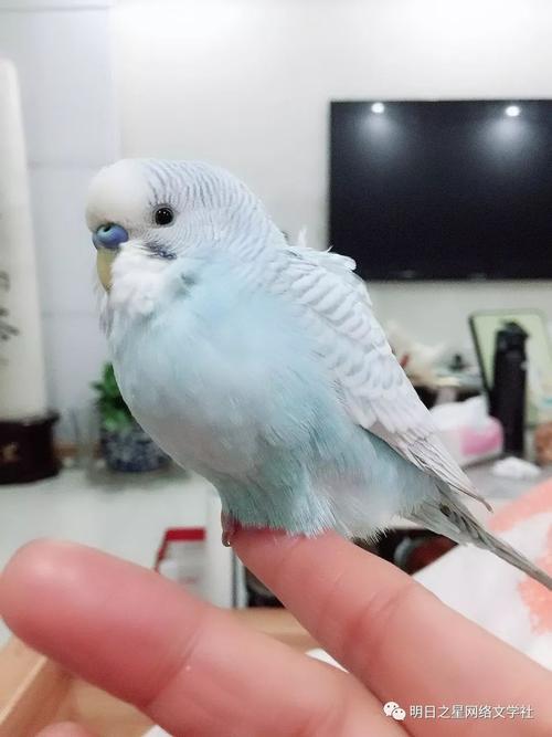 【湖南】黄泓睿《可爱的小鹦鹉"蓝宝石"》指导老师:刘