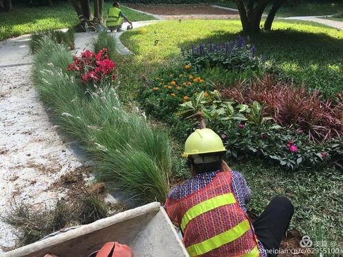 荔林公园办公楼周边绿化品质提升