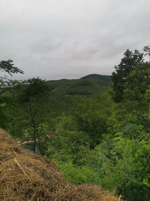 大山深处杜仲树下,知了猴