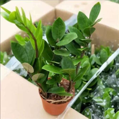 金钱树盆栽摇钱树花苗绿植钱串子发财树四季花卉室内