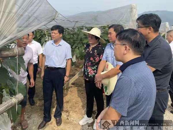 兴安县委书记贲黄文(左3)调研根瘤蚜虫害的防治.