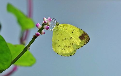 檗黄粉蝶
