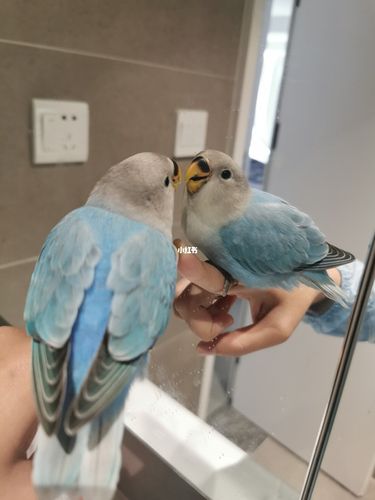 蓝闪牡丹鹦鹉40-50天_鹦鹉_牡丹_宝宝起名_手养牡丹鹦鹉_宠物_宠物