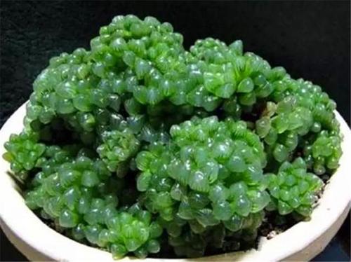 玉露也能养爆盆学会5个小技巧晶莹剔透分枝多