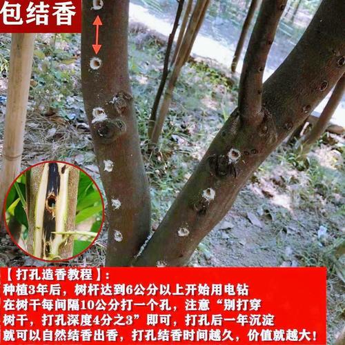 正宗奇楠沉香苗一代嫁接名贵树种绿奇楠树沉香苗木庭院种植