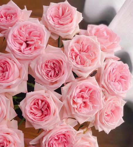 粉荔枝月季 大花浓香 荔枝果香味花苗切花月季