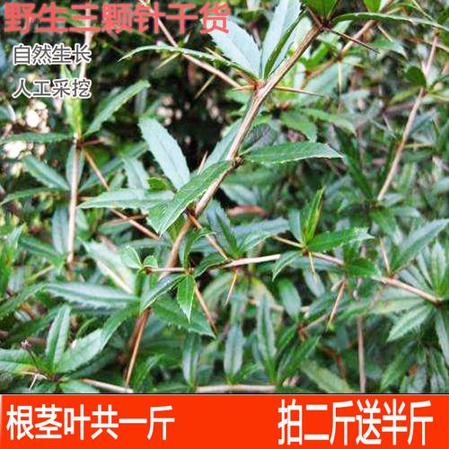 黄连正品药材三颗针干货野生黄柏刺土黄连鸡脚刺茎叶1斤包邮