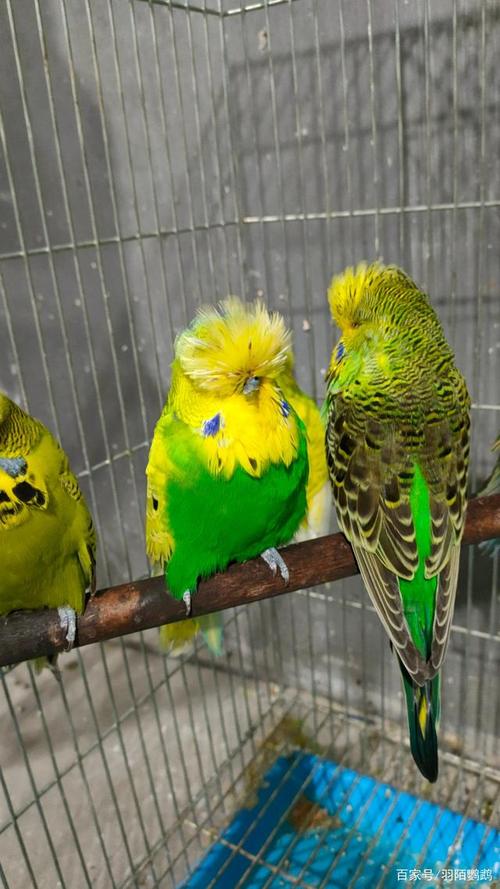 虎皮鹦鹉你最喜欢的品种是什么