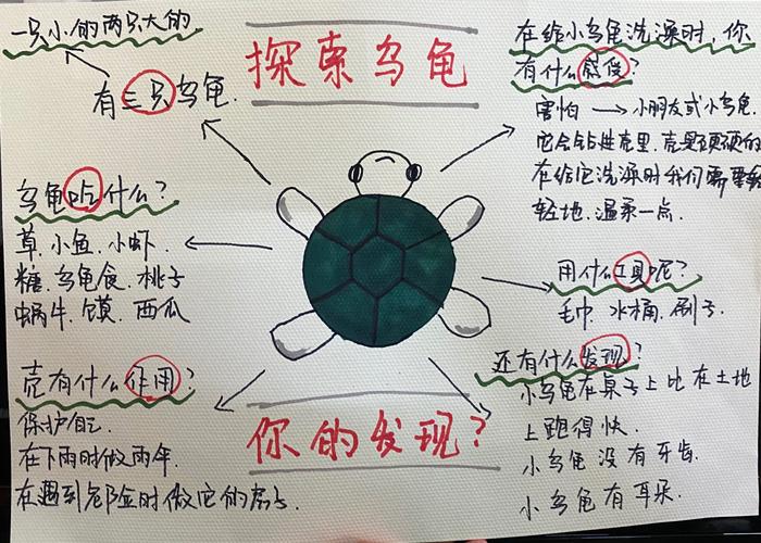 探索乌龟 你的发现