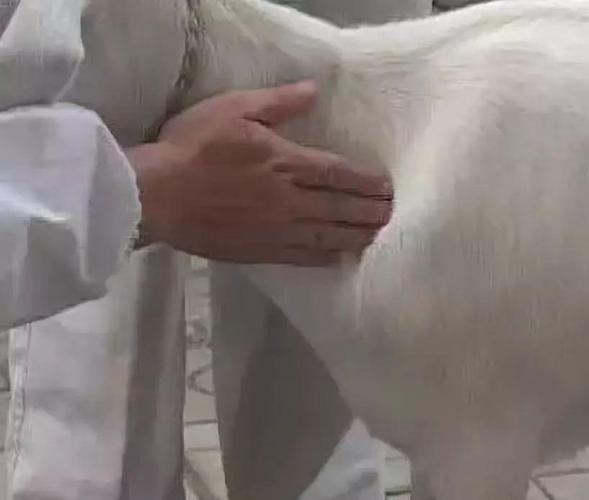 养殖户必须学会,兽医临床诊疗,给羊最基本的给药技术!