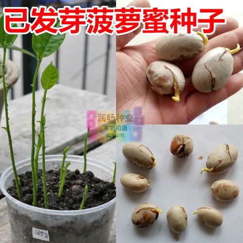 菠萝蜜种子包邮沙藏已发芽带芽发货南方水果树木菠萝大树菠萝盆栽