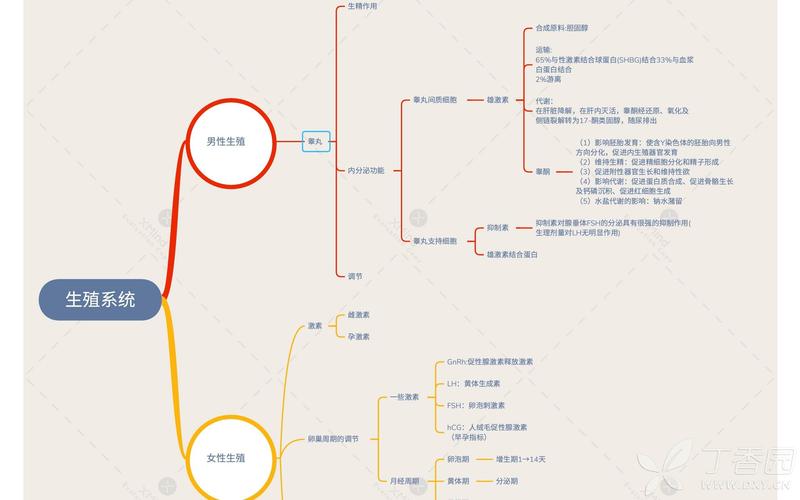 生理知识点总结之生殖系统思维导图