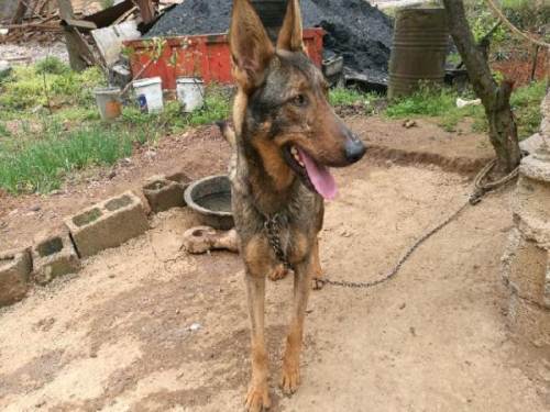 昆明犬,马犬第一代