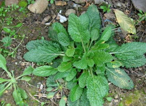 【蟾蜍草泡水喝的药用价值】