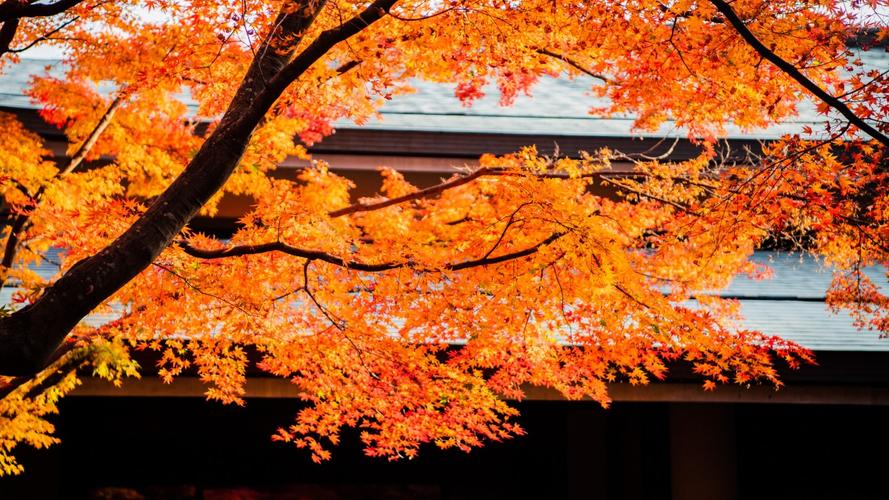 日本京都枫叶红叶图片-花卉壁纸-高清花卉图片-第8图-娟娟壁纸