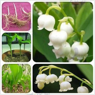 花堇 德国铃兰 盆栽植物 铃兰花球根花卉 白铃兰种根