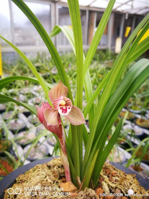 2018年,春剑学林荷美丽绽放!