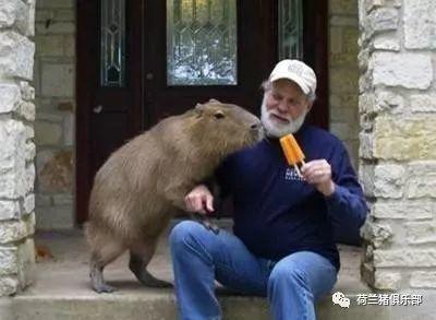 秘鲁巨型荷兰鼠那是水豚最大的豚鼠猪友互动第134期