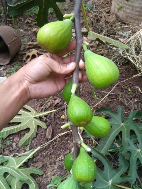 斯特拉属普通型无花果,不必授粉即可结果,抗寒性强,耐湿热,不易