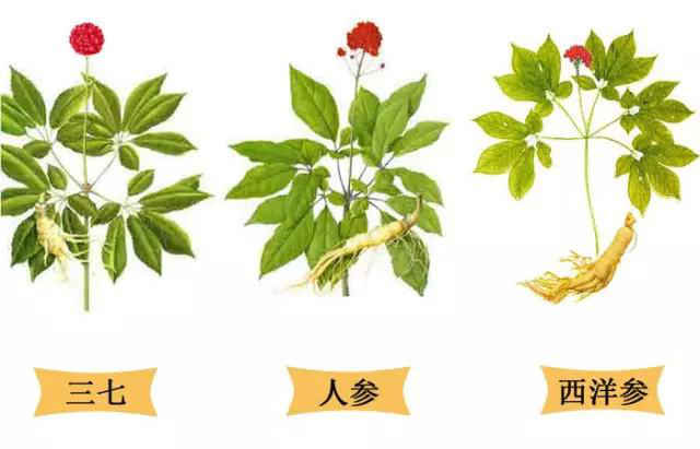 三七参,人参,西洋参的主要区别和不同功效