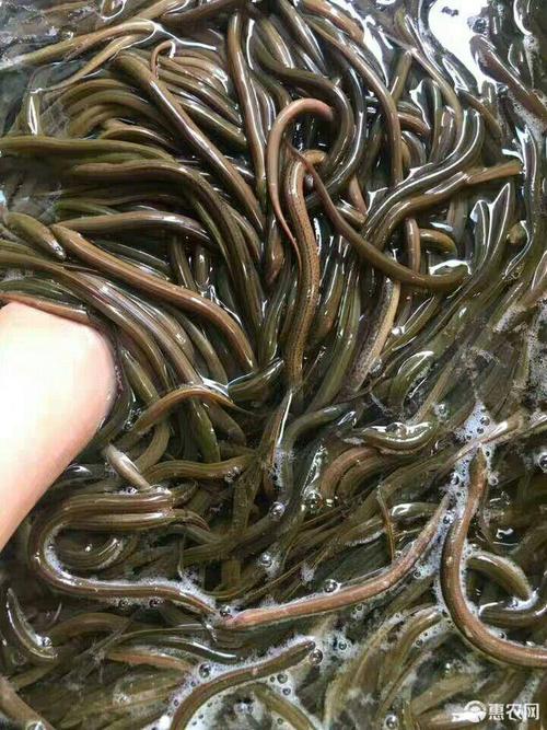 [黄鳝苗批发] 养殖场供黄鳝鱼苗黄鳝苗长鱼苗小长鱼鳝