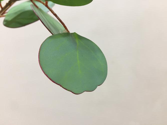 圆形尤加利叶仿真花批发仿真叶子塑胶叶仿真绿植客厅家居装饰配材