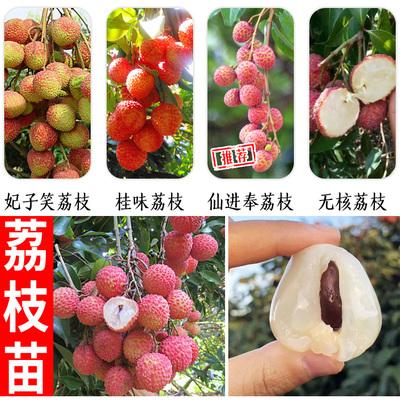 荔枝苗仙进奉荔枝苗妃子笑无核桂味荔枝树苗当年结果嫁接大树苗