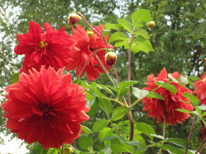 初冬的地瓜牡丹花