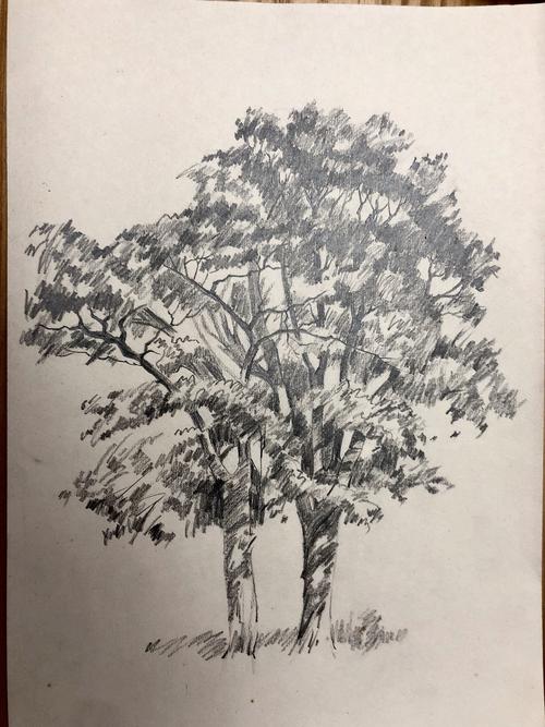 铅笔画--树