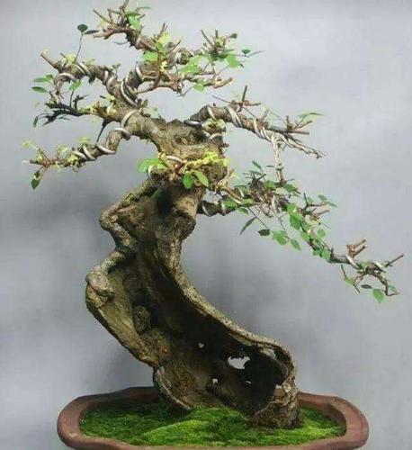 榆树老桩盆景怎样修剪的4个方法 图片